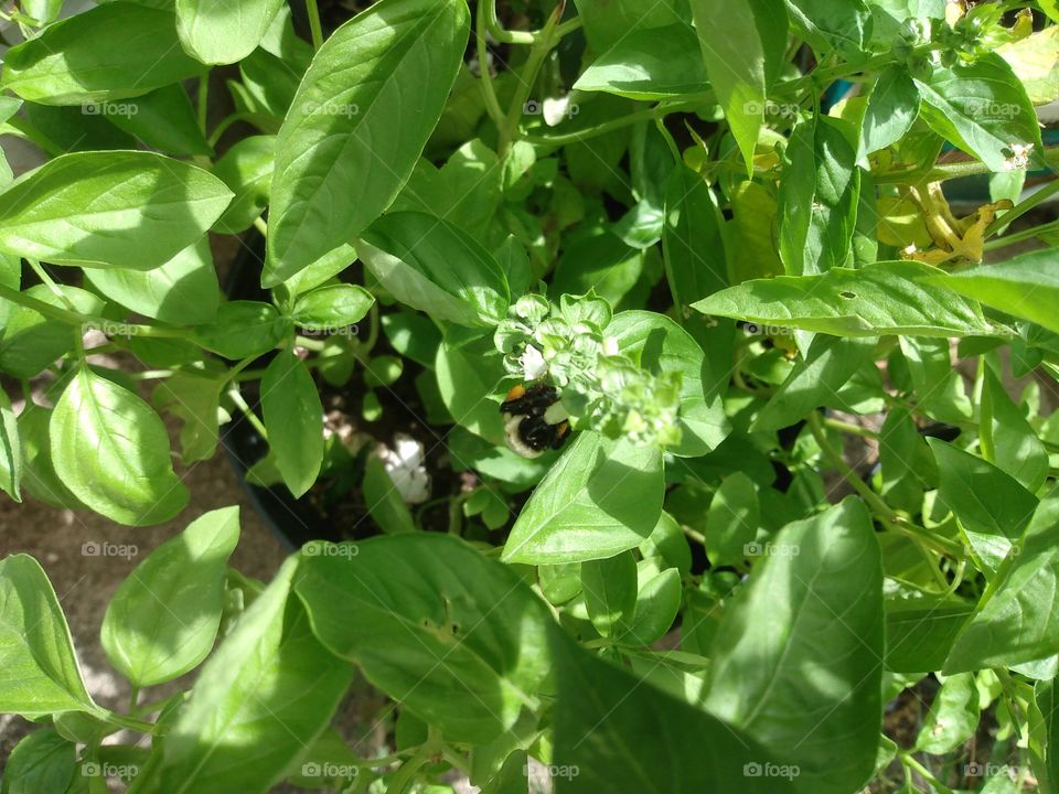 Bee on Basil flower