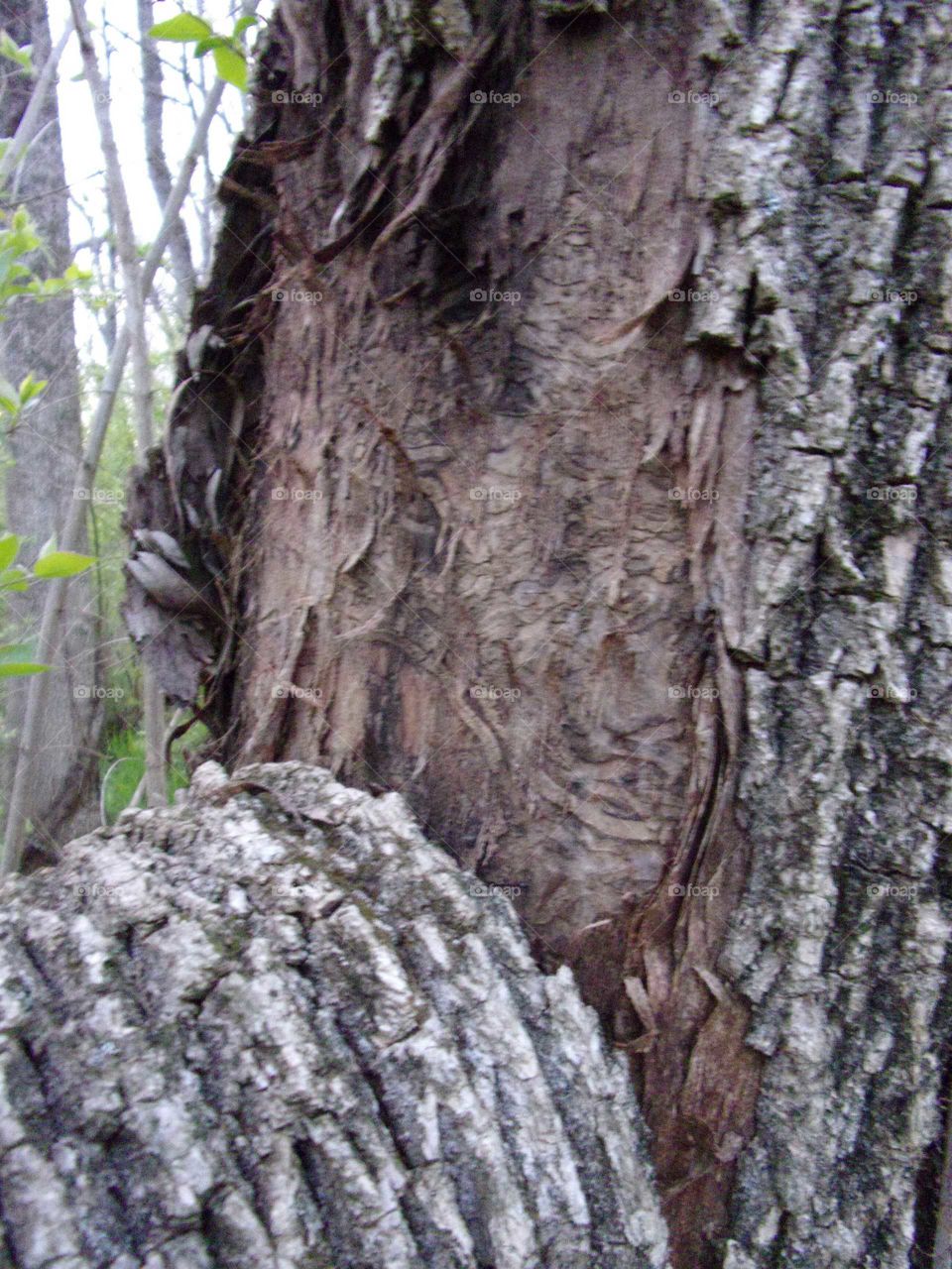 Bark curling down from a dead tree