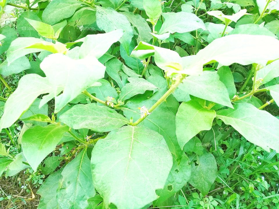 urena lobata.is a nectar producing plant developed as a food source for natural enemies of oil palm plant pests oe plantations and agricultural,seruyan,central kalimantan indonesia on 29 november 2019