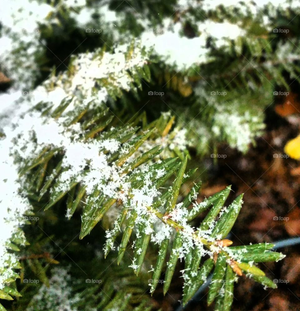 snow on Evergreen