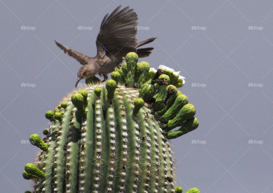 Saguaro bird dove