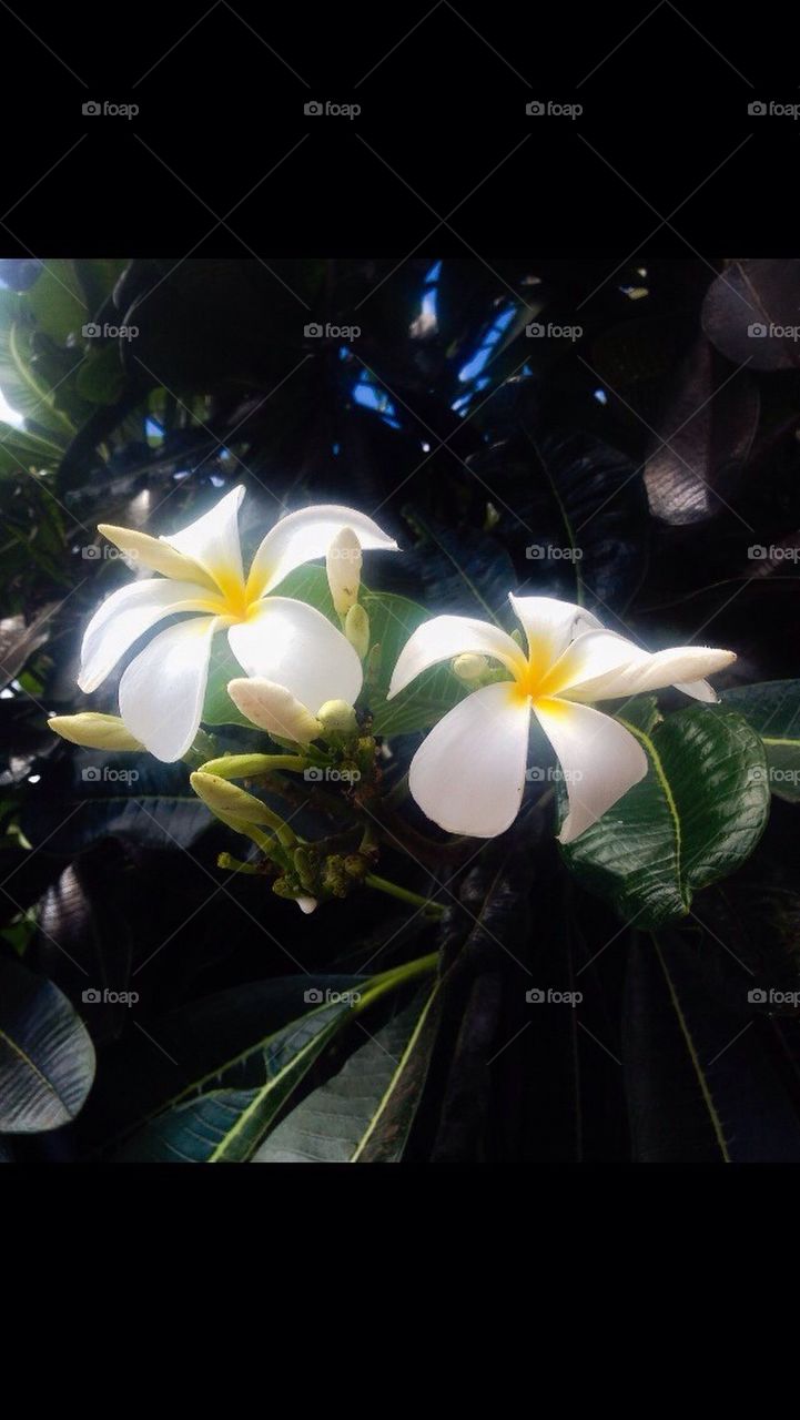 Plumeria