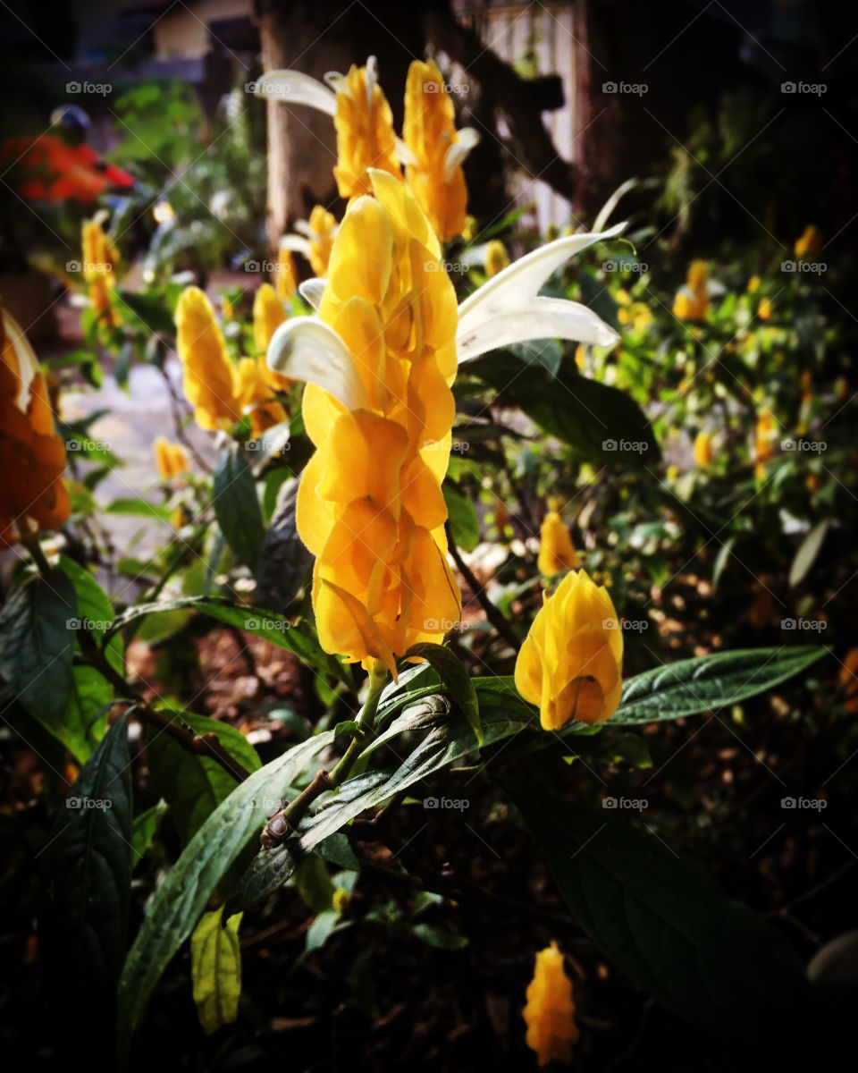 Yellow prawns!  Always beautiful and flashy, making our garden more colorful. / Camarões amarelos! Sempre bonitos e chamativos, deixando mais colorido nosso jardim. 