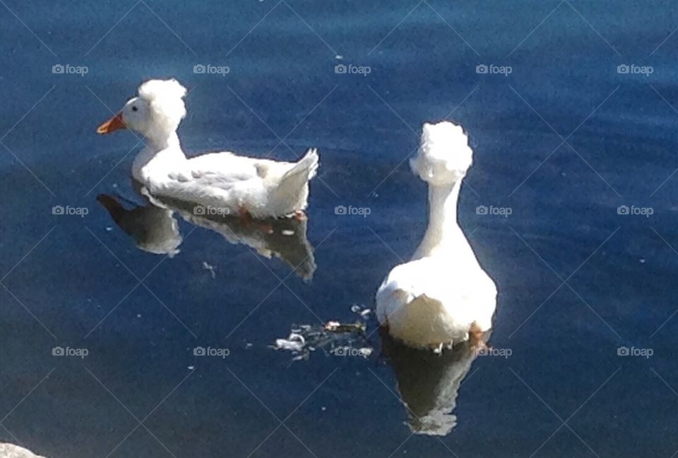 Crested ducks