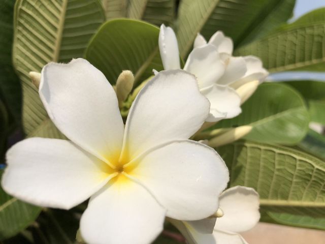 White tropical flowers
