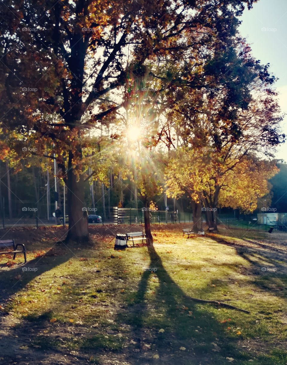 Yellow autumn