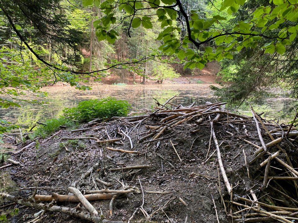 Steibachweiher Beaver