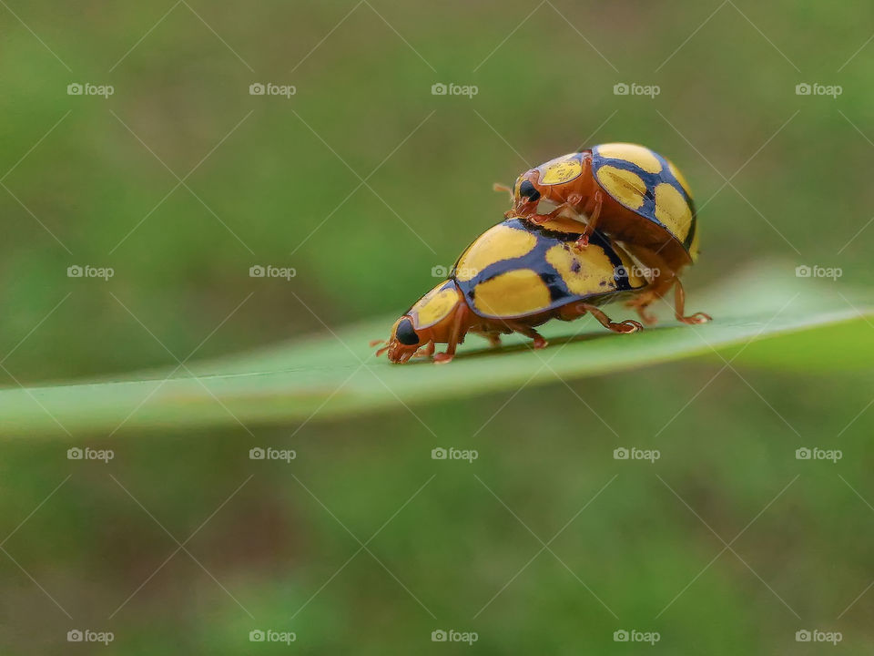 mating yellow lady bug