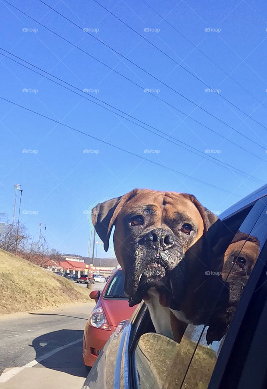 Car ride on a sunny summer day with a boxer looking out the window