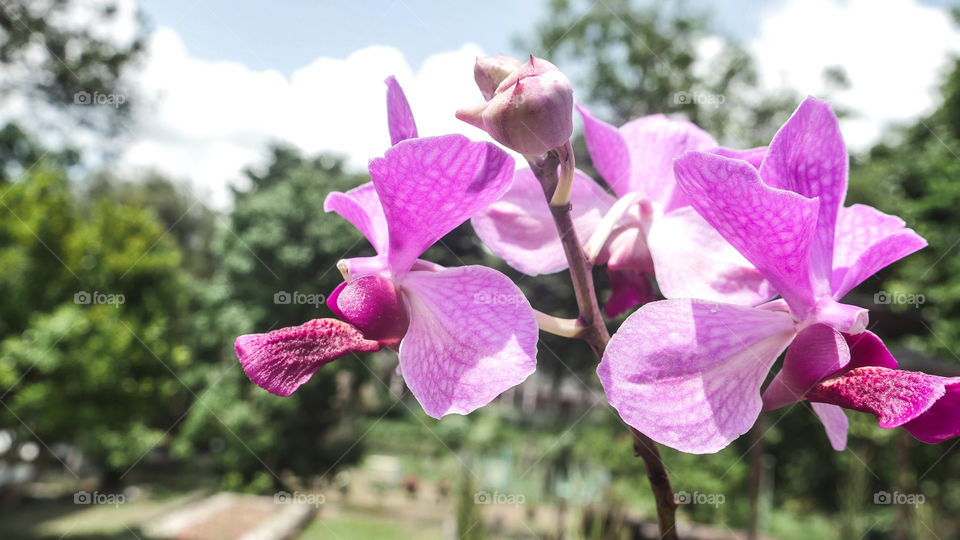 Rare purlpe orchids bloom in summer vibe