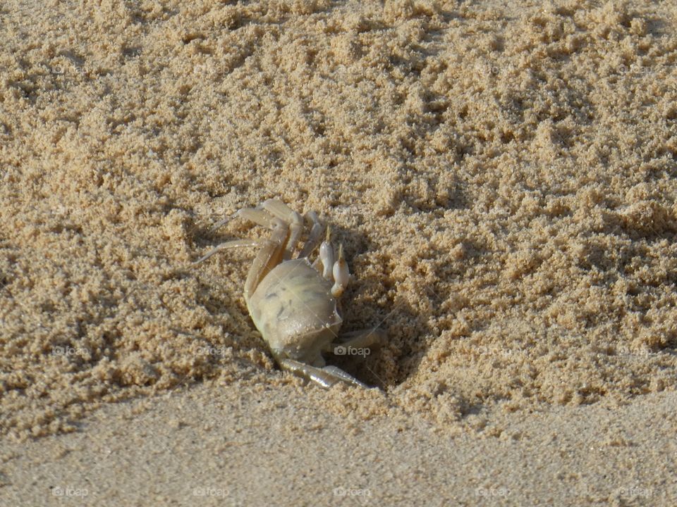 Beach Crab