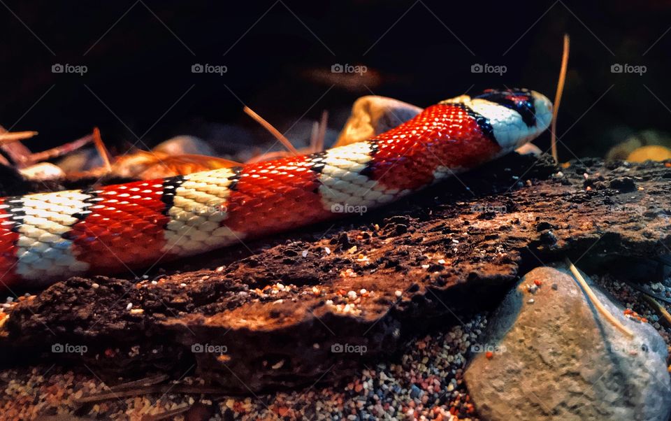 Red and white striped snake—taken in Grand Rapids, Michigan 