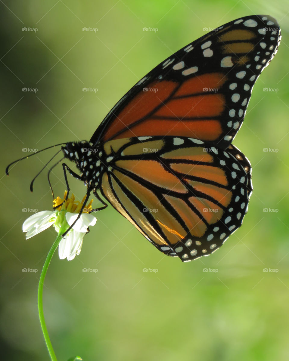 Monarch
