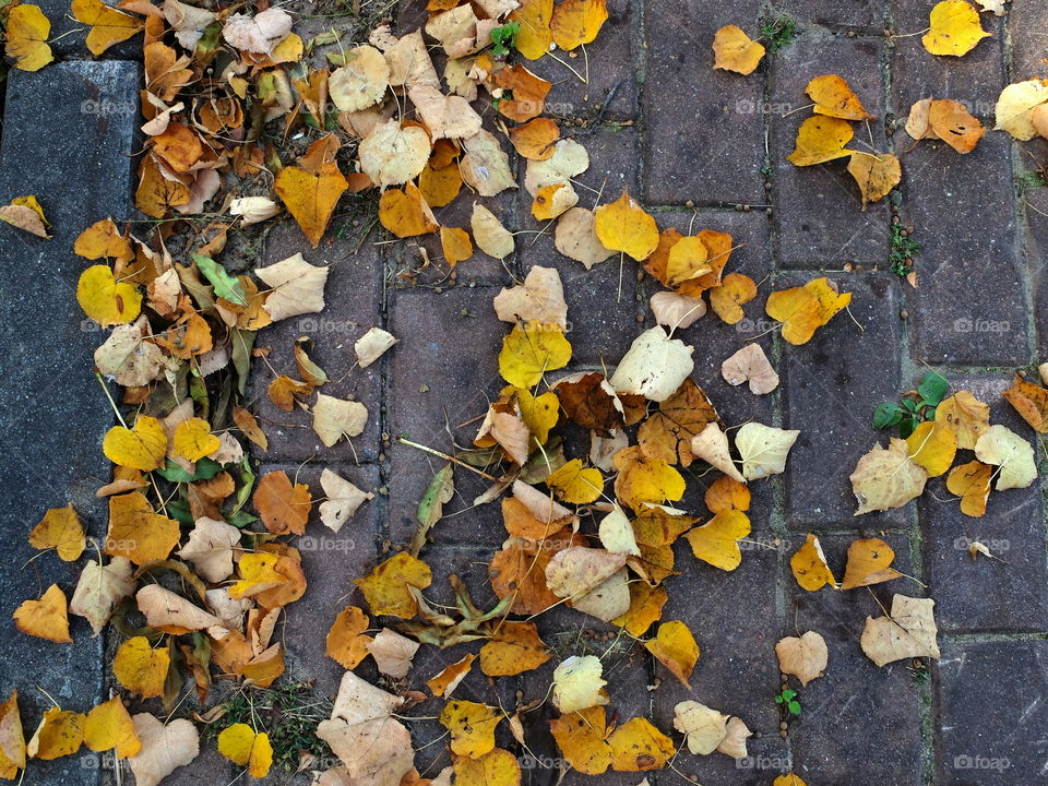 High angle view of autumn leafs