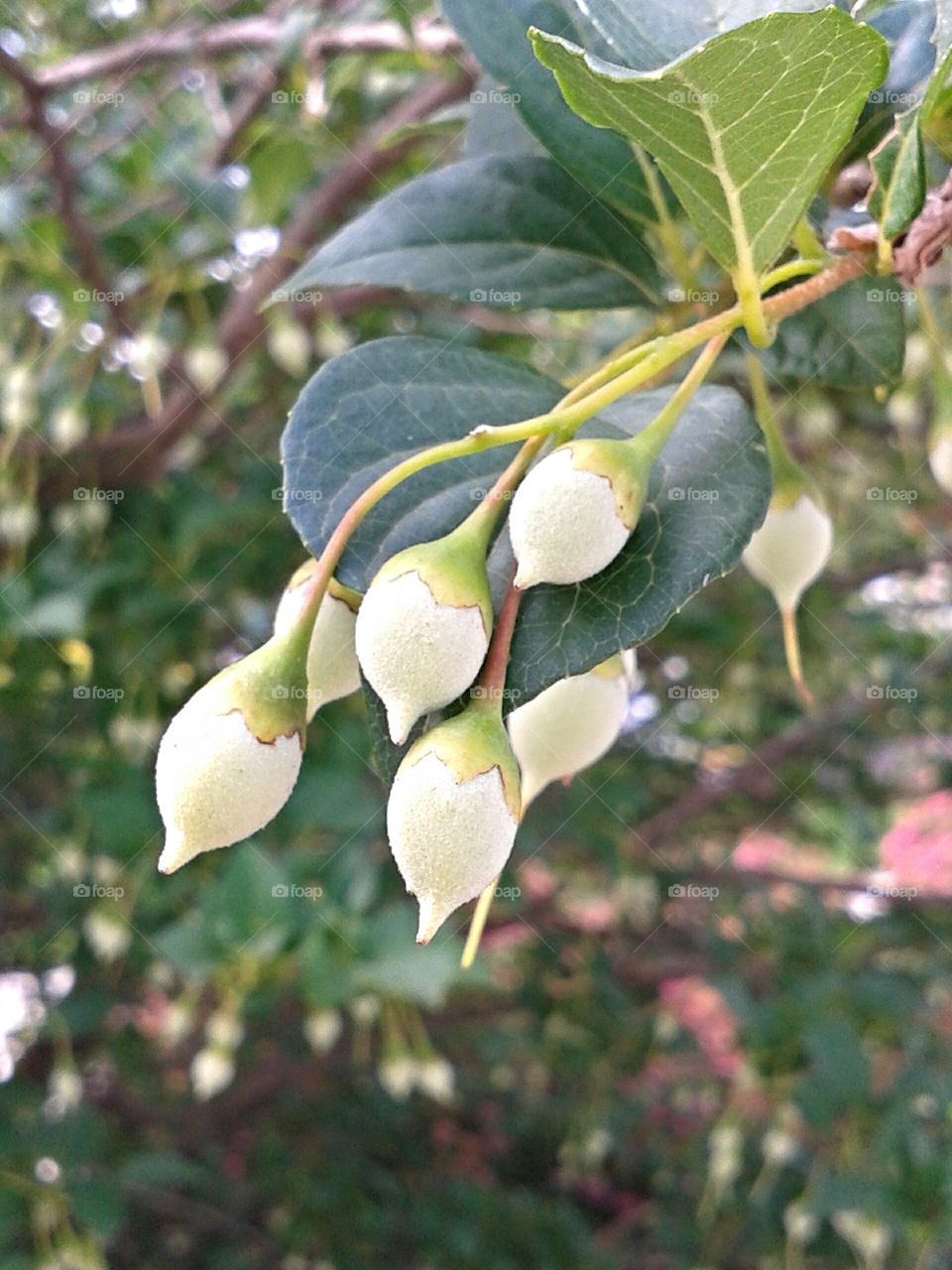 Tree fruits. A cluster of berry fruits after the blooms fall.