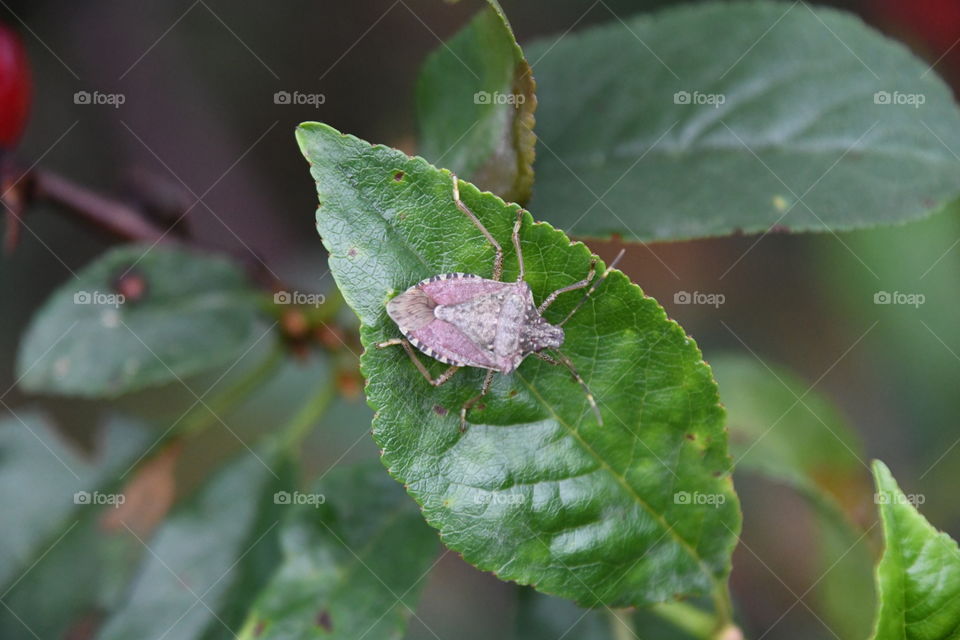 stinkbug