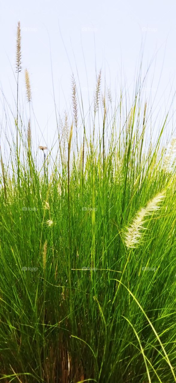 beautiful green plants