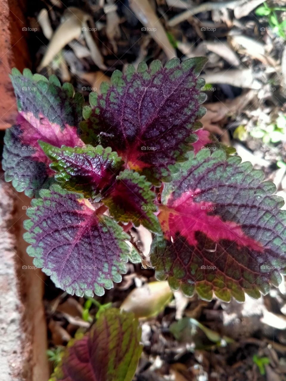 Marigold tree 🌿🍀