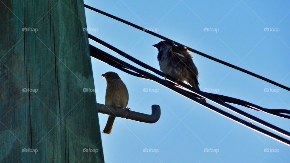 two birds in spring // Nikon coolpix B500