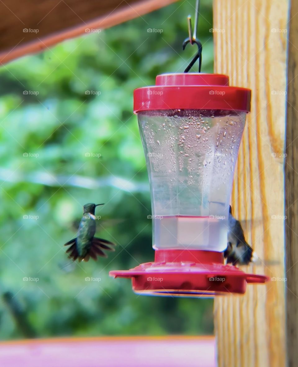Hummingbirds in flight as they play around their birdfeeder.