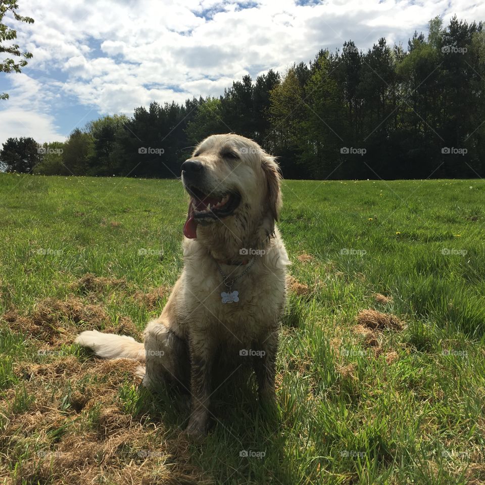 Dog, Mammal, Animal, Grass, Pet