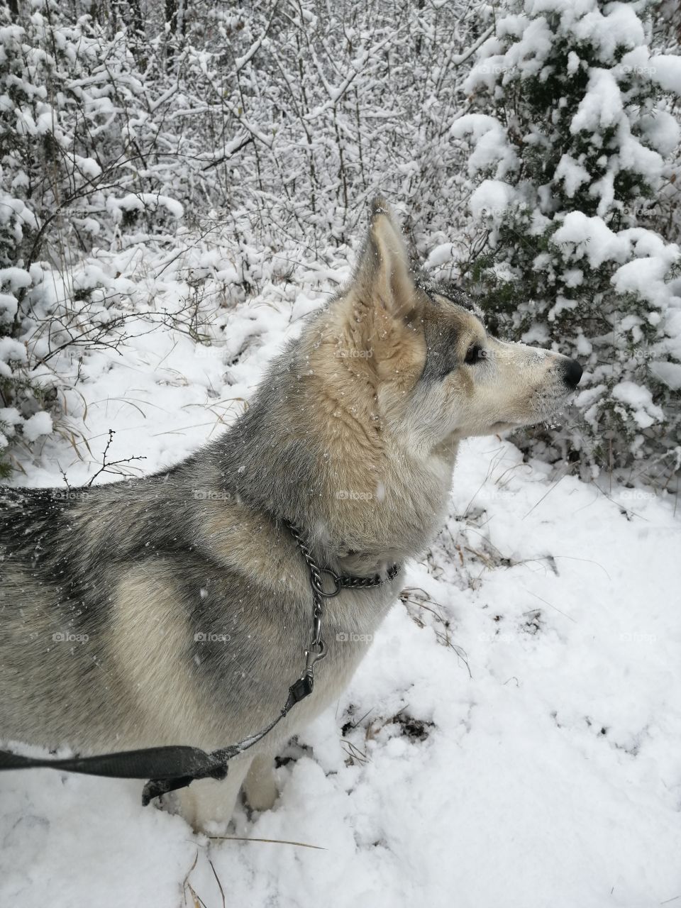 Siberian Husky Winter 2020