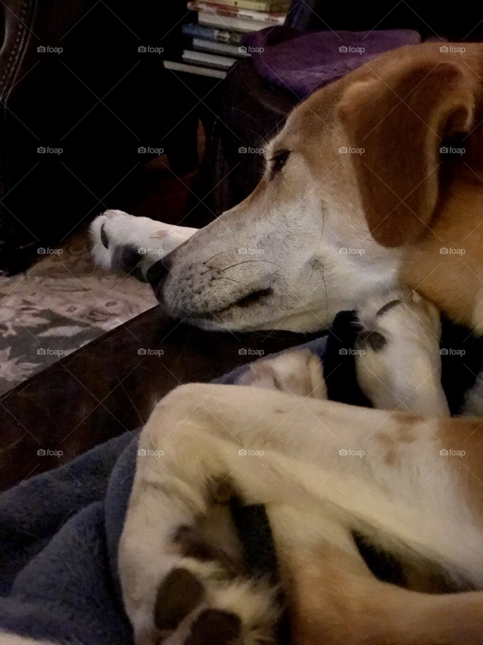 Pretty mixed breed dog curled up sleeping with all four paws gathered indoors 