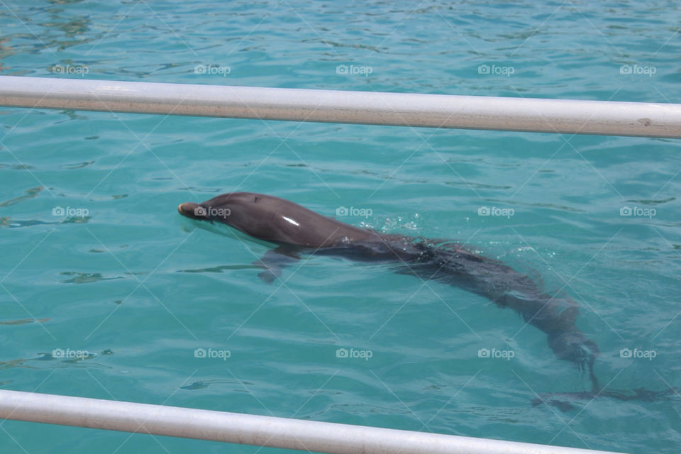 water cruise dolphin excursion by jaedelrey