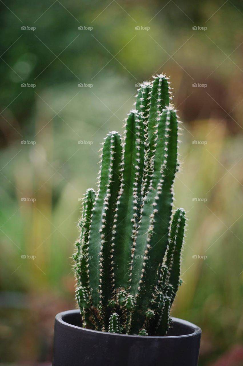 Green long cactus, outside, cactuslover, cactus outside, cactus plant
