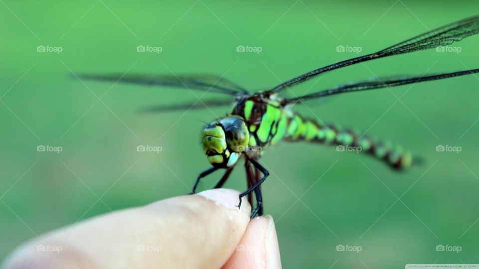 dragonfly🔥