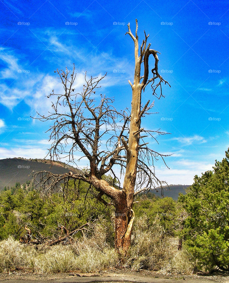 Dead tree