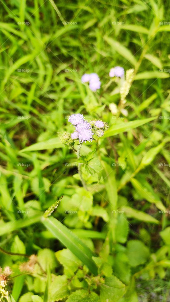 blue flowers