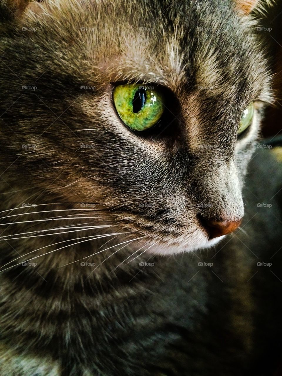 Extreme close-up of a cat 