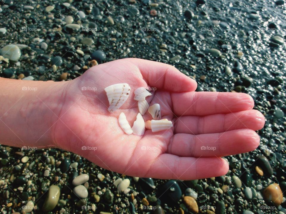 Seashells in a child's hand