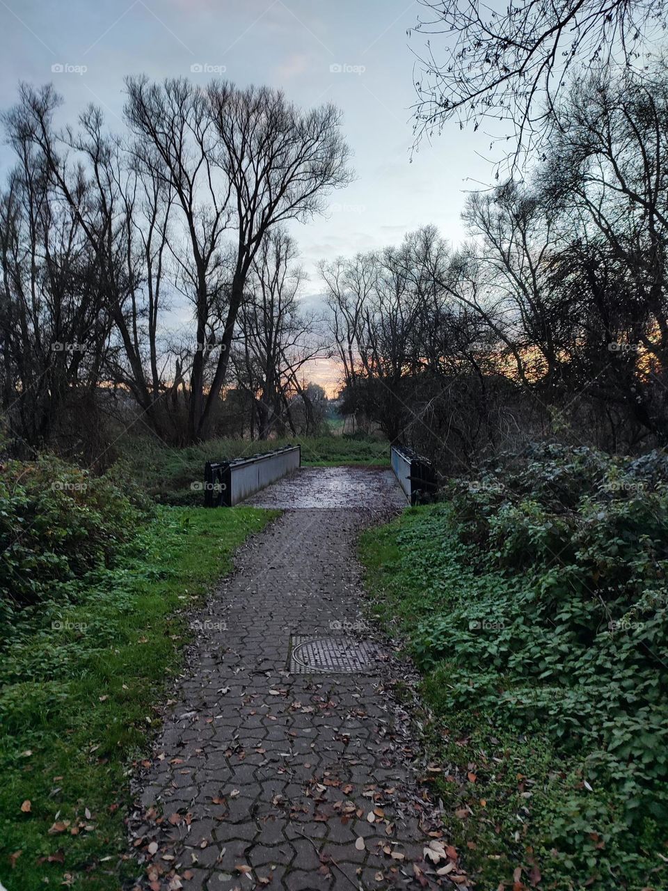Trail and pontoon on the woods