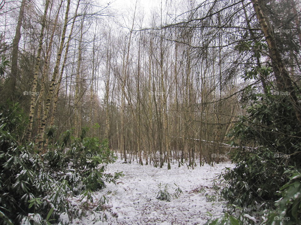 Winter Forest