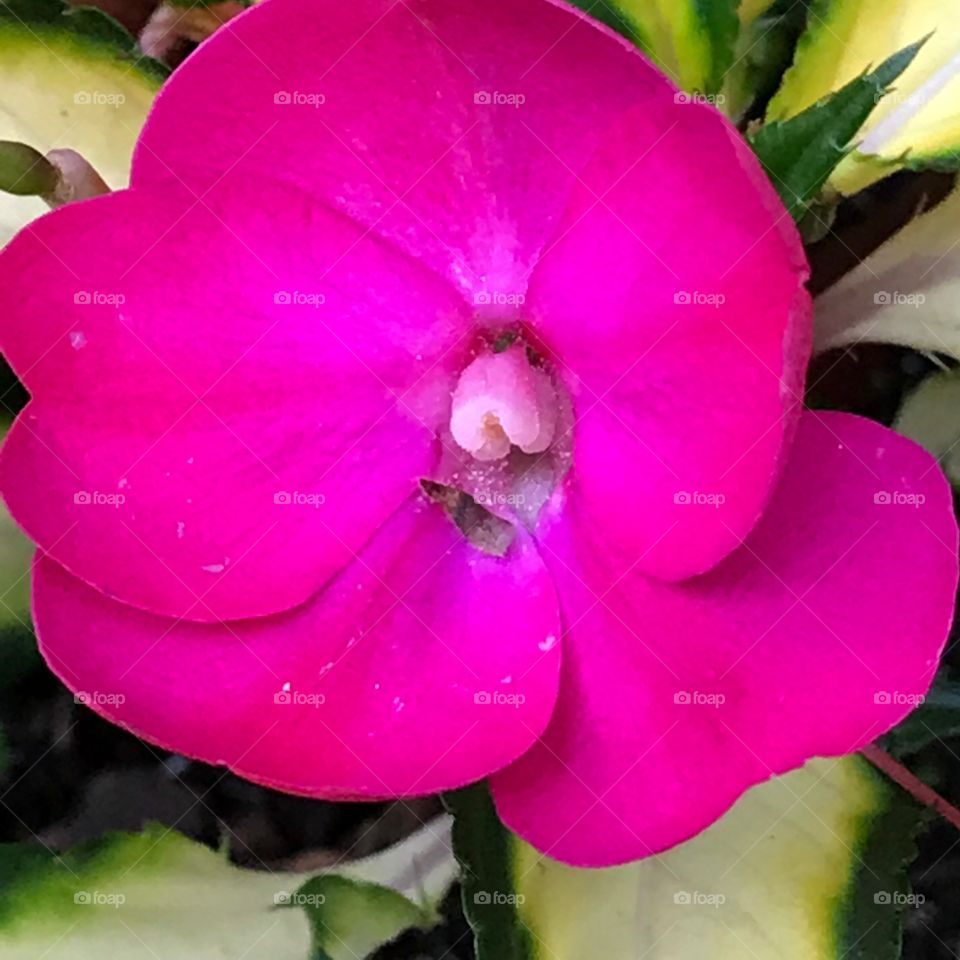 A close-up of a beautiful flower in my grandmother's garden.