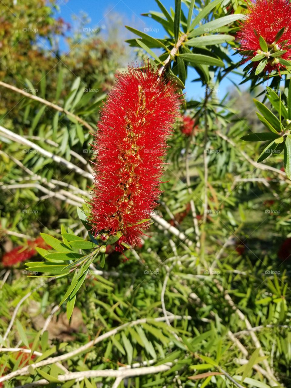 Natures Red Brush
