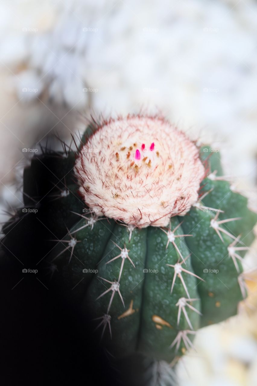 Cactus 