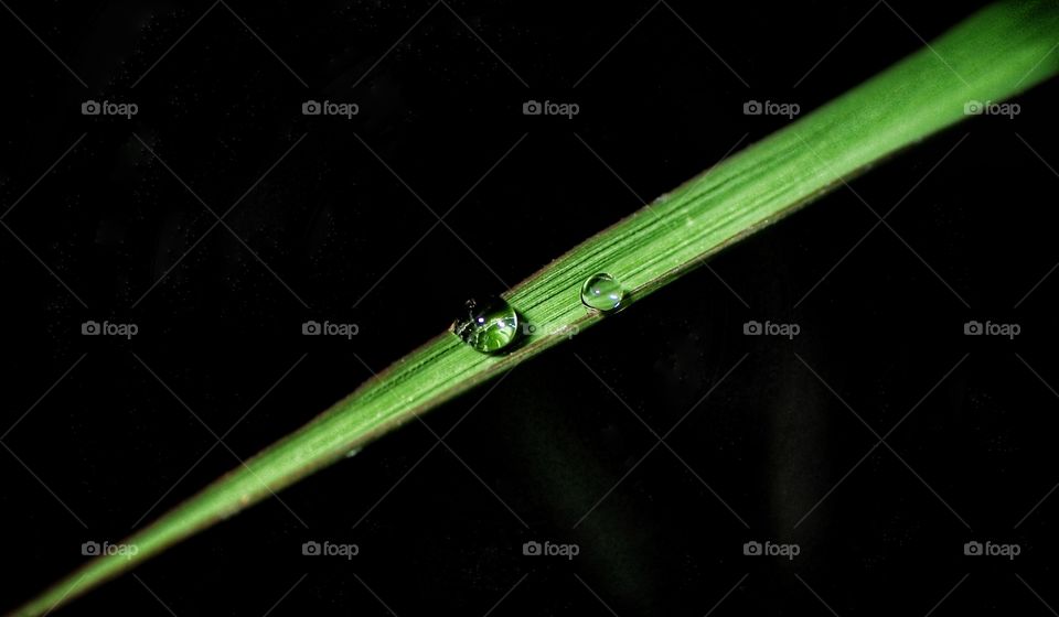 Water drops on blade of grass  isolated on black background