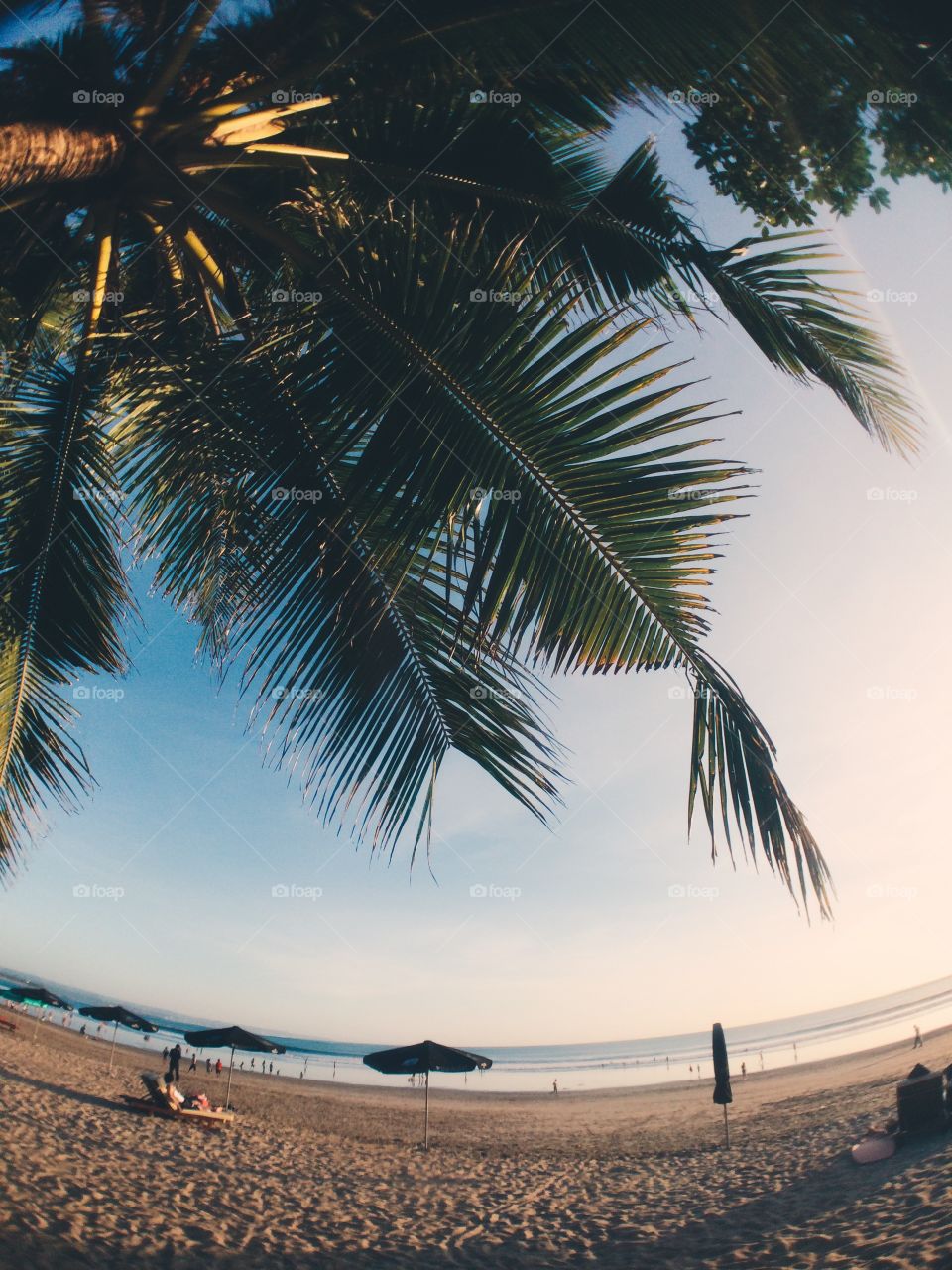 Palm Trees in Bali . Beach at Bali 