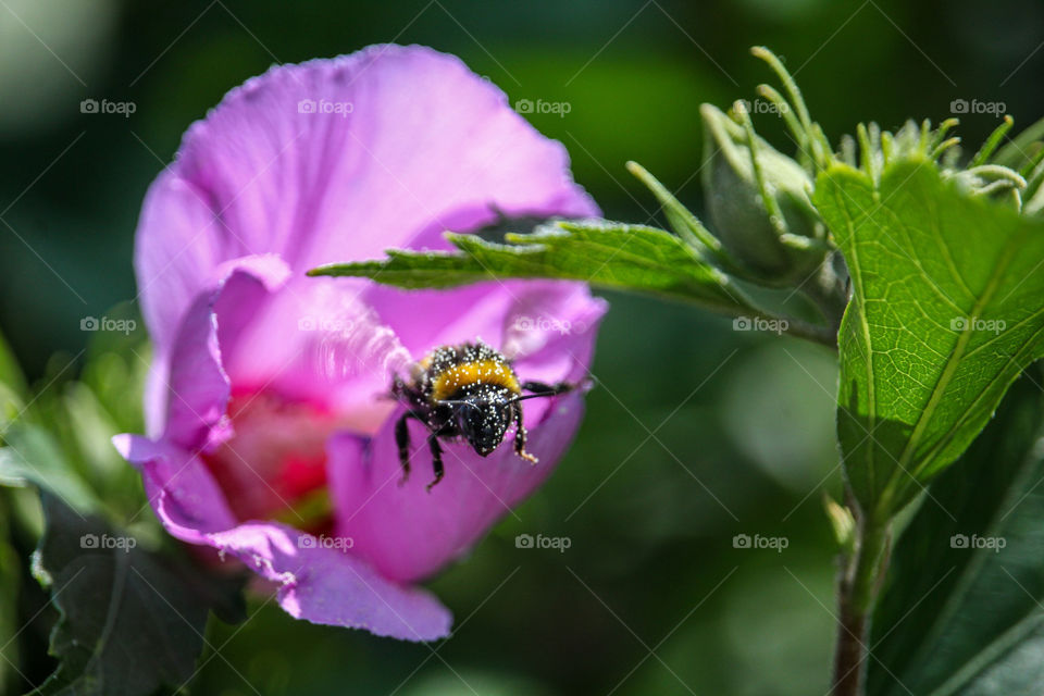 Bumblebee and large purple flower