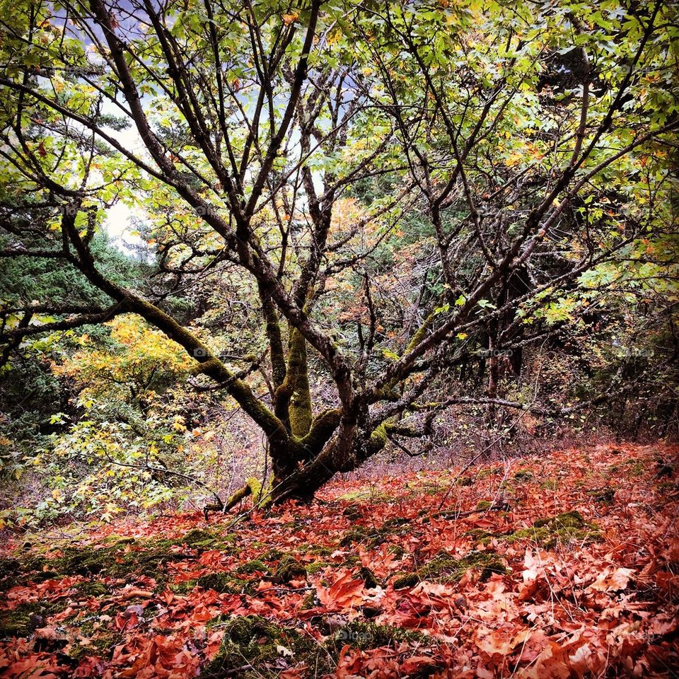 Peaceful tree