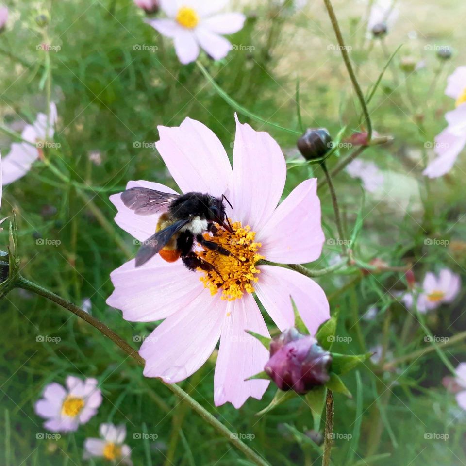 Pollination in process