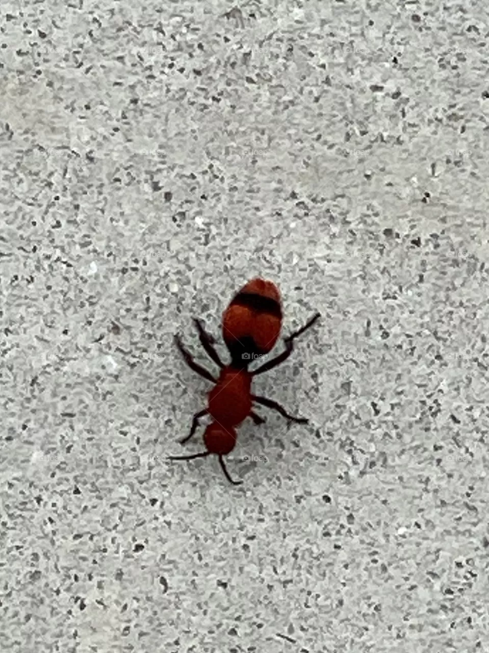 Red Velvet Ant
