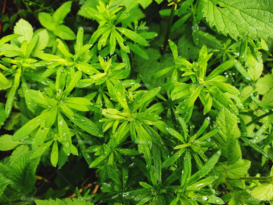 raindrops on the green plant