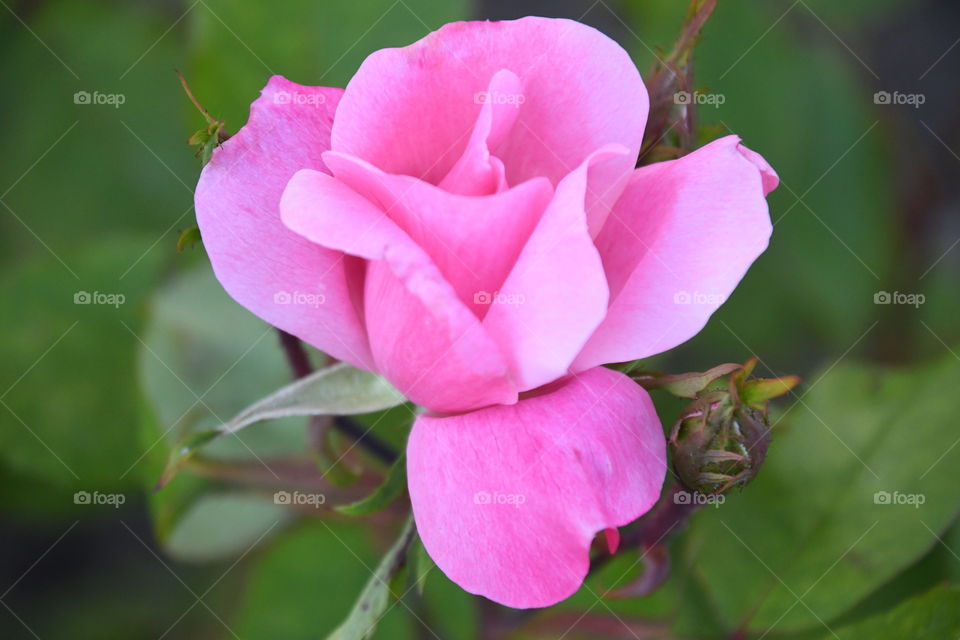 small pink rose