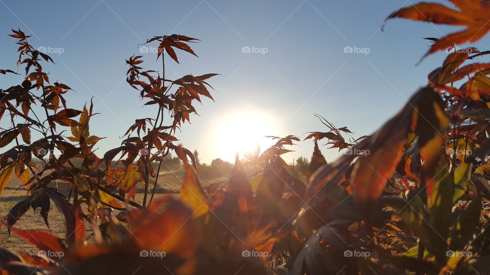 harvesting