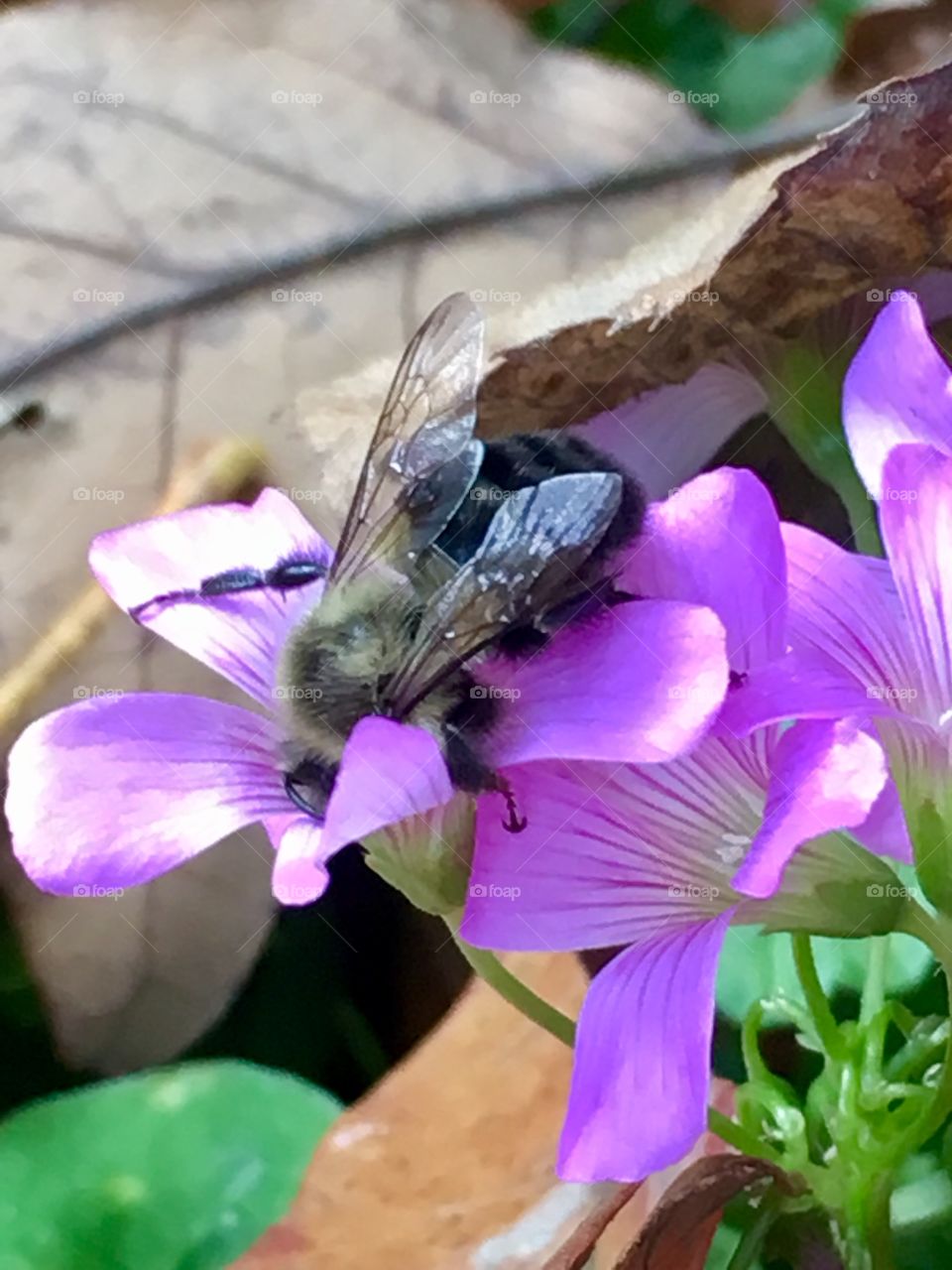 November violet pollination