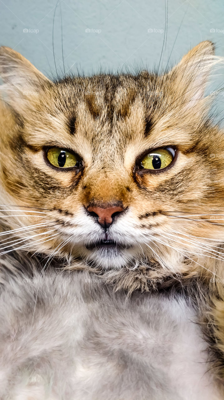 mancoon cat looking at camera